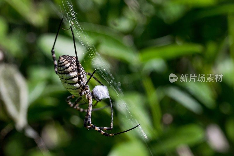 条纹Argiope蜘蛛(Argiope trifasciata)在它的网上准备吃它的猎物，苍蝇的餐